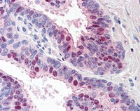Immunohistochemistry (Formalin/PFA-fixed paraffin-embedded sections) - Anti-TARBP1 antibody (AB115896)