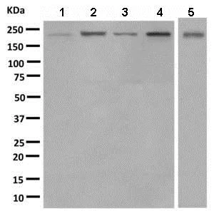 Western blot - Anti-TARBP1 antibody [EPR8727] - BSA and Azide free (AB248976)