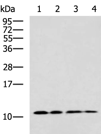 Western blot - Anti-TARC/CCL17 antibody (AB182793)