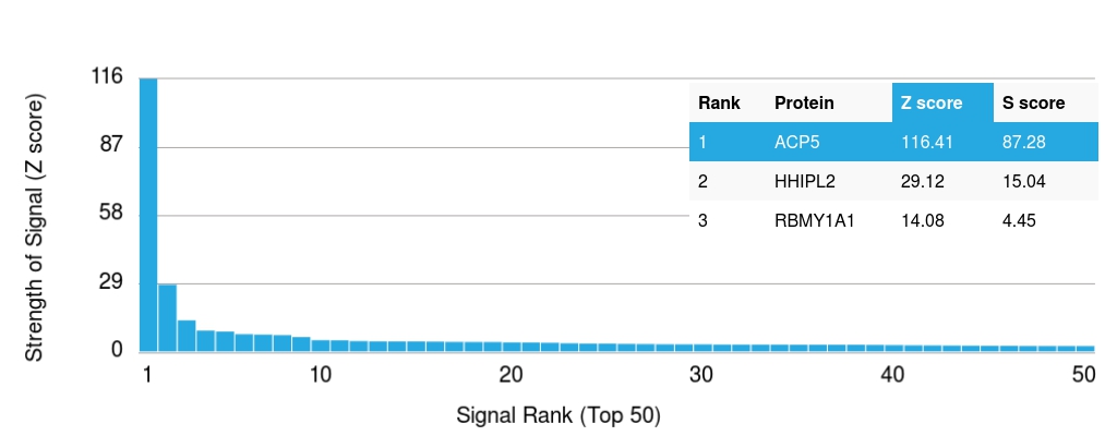 Protein Array - Anti-Tartrate Resistant Acid Phosphatase antibody [rACP5/1070] (AB238033)