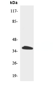 Western blot - Anti-TAS2R39 antibody (AB138199)