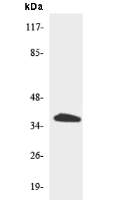 Western blot - Anti-TAS2R39 antibody (AB138199)