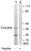 Western blot - Anti-TAS2R8 antibody (AB75109)