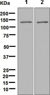 Western blot - Anti-Tat-SF1 antibody [EPR9105(B)] (AB134921)