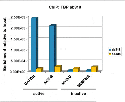 ChIP - Anti-TATA binding protein TBP antibody [1TBP18] - ChIP Grade (AB818), expandable thumbnail