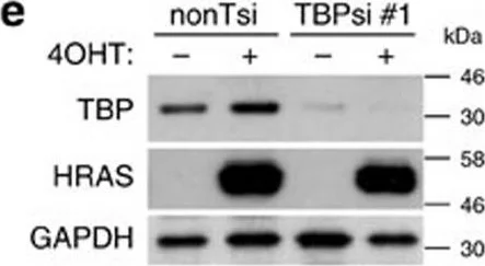 Western blot - Anti-TATA binding protein TBP antibody [1TBP18] - Loading Control and ChIP Grade (AB818)