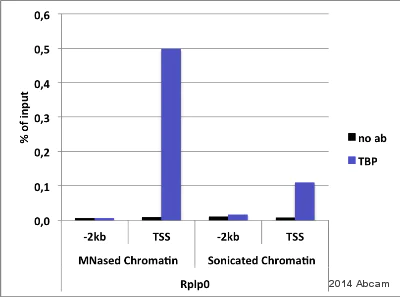 ChIP - Anti-TATA binding protein TBP antibody (AB28175)