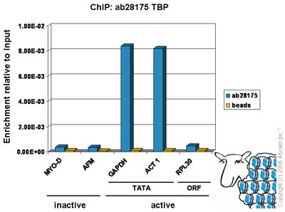 ChIP - Anti-TATA binding protein TBP antibody (AB28175)