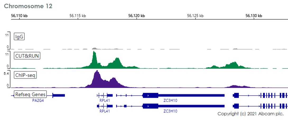 ChIC/CUT&RUN sequencing - Anti-TATA binding protein TBP antibody [EPR21954] - ChIP Grade - BSA and Azide free (AB237785), expandable thumbnail