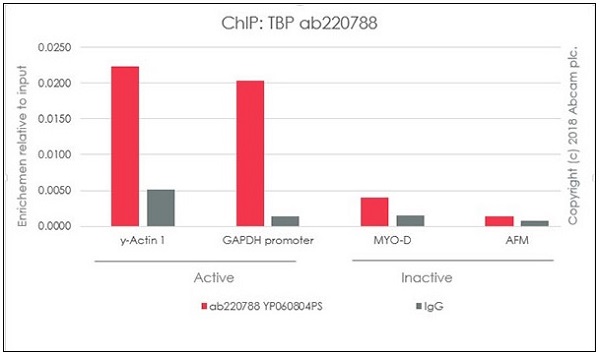 ChIP - Anti-TATA binding protein TBP antibody [EPR21954] - ChIP Grade - BSA and Azide free (ab237785), expandable thumbnail
