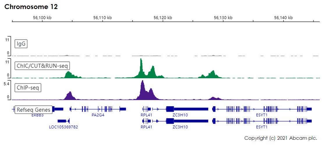 ChIC/CUT&RUN sequencing - Anti-TATA binding protein TBP antibody [EPR21954] - Loading Control and ChIP Grade (AB220788), expandable thumbnail
