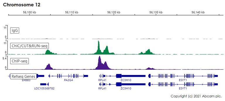 ChIC/CUT&RUN sequencing - Anti-TATA binding protein TBP antibody [EPR21954] - Loading Control and ChIP Grade (AB220788)