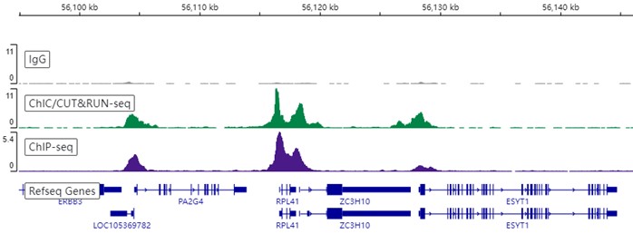 ChIC/CUT&RUN sequencing - Anti-TATA binding protein TBP antibody [EPR21954] - Loading Control and ChIP Grade (ab220788), expandable thumbnail