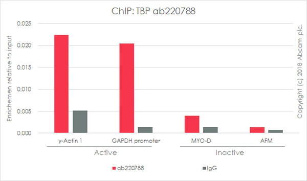 ChIP - Anti-TATA binding protein TBP antibody [EPR21954] - Loading Control and ChIP Grade (AB220788)