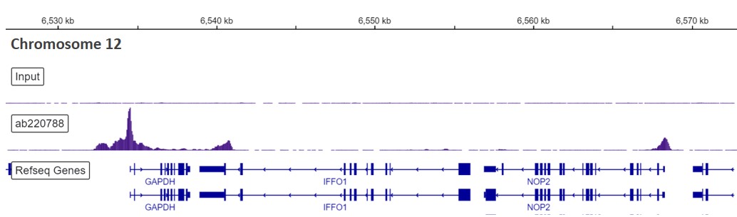 ChIP-sequencing - Anti-TATA binding protein TBP antibody [EPR21954] - Loading Control and ChIP Grade (AB220788), expandable thumbnail
