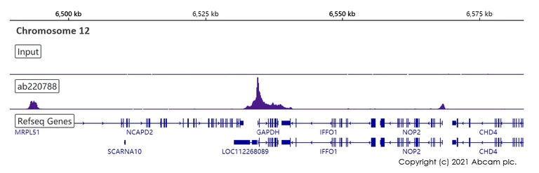 ChIP-sequencing - Anti-TATA binding protein TBP antibody [EPR21954] - Loading Control and ChIP Grade (AB220788)