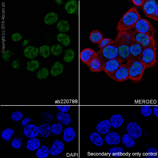 Immunocytochemistry/ Immunofluorescence - Anti-TATA binding protein TBP antibody [EPR21954] - ChIP Grade (ab220788), expandable thumbnail