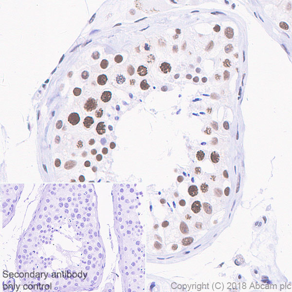 Immunohistochemistry (Formalin/PFA-fixed paraffin-embedded sections) - Anti-TATA binding protein TBP antibody [EPR21954] - Loading Control and ChIP Grade (ab220788), expandable thumbnail
