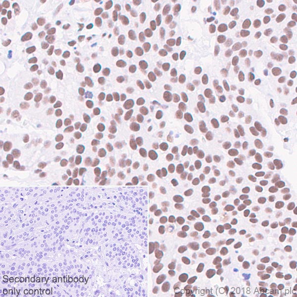 Immunohistochemistry (Formalin/PFA-fixed paraffin-embedded sections) - Anti-TATA binding protein TBP antibody [EPR21954] - Loading Control and ChIP Grade (ab220788), expandable thumbnail