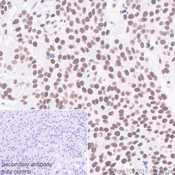 Immunohistochemistry (Formalin/PFA-fixed paraffin-embedded sections) - Anti-TATA binding protein TBP antibody [EPR21954] - Loading Control and ChIP Grade (AB220788)