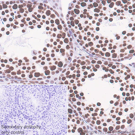 Immunohistochemistry (Formalin/PFA-fixed paraffin-embedded sections) - Anti-TATA binding protein TBP antibody [EPR21954] - Loading Control and ChIP Grade (AB220788)