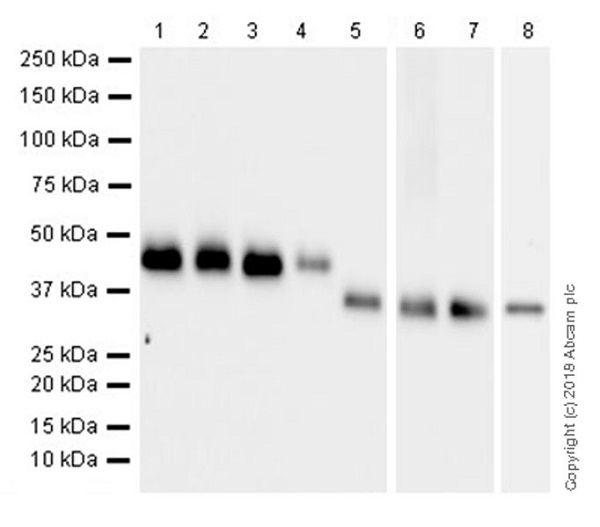 Western blot - Anti-TATA binding protein TBP antibody [EPR21954] - Loading Control and ChIP Grade (AB220788), expandable thumbnail