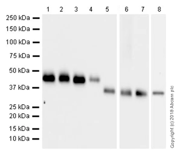 Western blot - Anti-TATA binding protein TBP antibody [EPR21954] - Loading Control and ChIP Grade (AB220788)