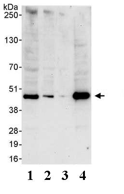 Western blot - Anti-TATA binding protein TBP antibody - Loading Control (AB74222)