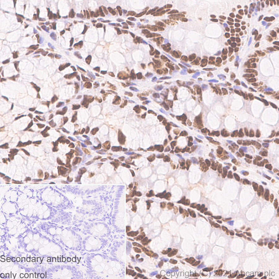 Immunohistochemistry - Anti-TATA binding protein TBP antibody [mAbcam51841] (AB300656), expandable thumbnail