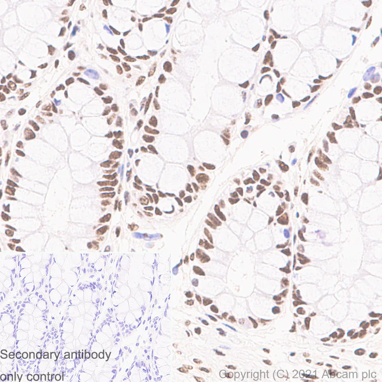 Immunohistochemistry - Anti-TATA binding protein TBP antibody [mAbcam51841] (BSA and Azide free) (AB282715)