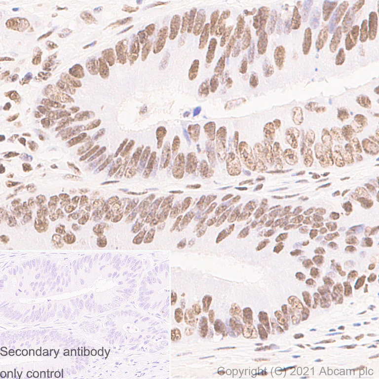 Immunohistochemistry - Anti-TATA binding protein TBP antibody [mAbcam51841] (BSA and Azide free) (AB282715)