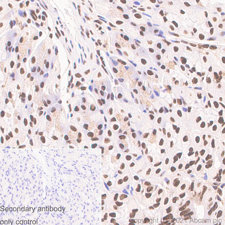 Immunohistochemistry - Anti-TATA binding protein TBP antibody [mAbcam51841] (BSA and Azide free) (AB282715)