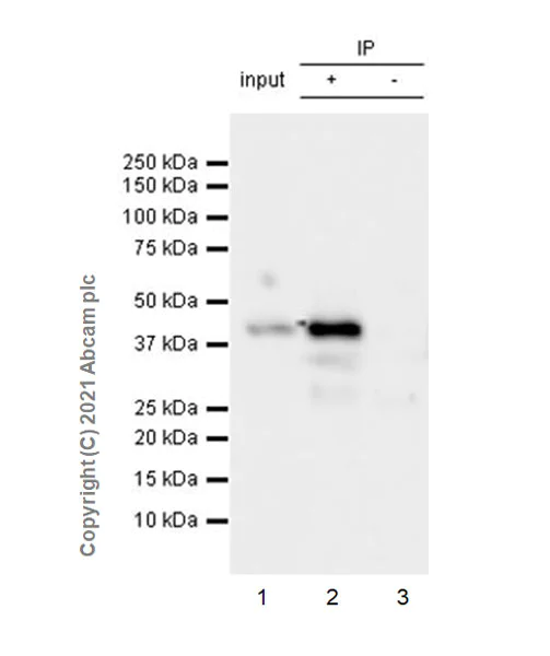 Immunoprecipitation - Anti-TATA binding protein TBP antibody [mAbcam51841] - Loading Control (AB300656)
