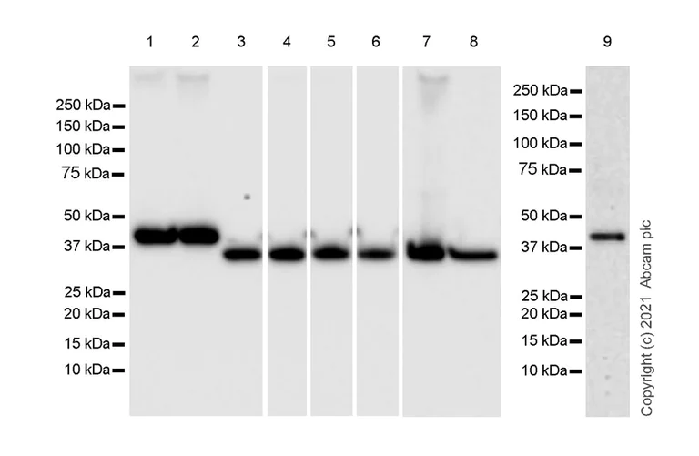 Western blot - Anti-TATA binding protein TBP antibody [mAbcam51841] - Loading Control (AB300656)