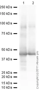 Western blot - Anti-TATA binding protein TBP antibody - Nuclear Loading Control and ChIP Grade (AB63766)