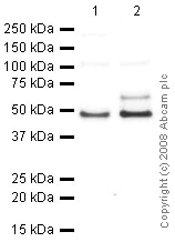 Western blot - Anti-TATA binding protein TBP antibody - Nuclear Loading Control and ChIP Grade (AB63766)
