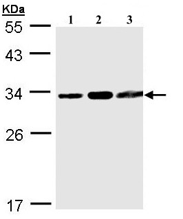 Western blot - Anti-TATDN1 antibody (AB97818)
