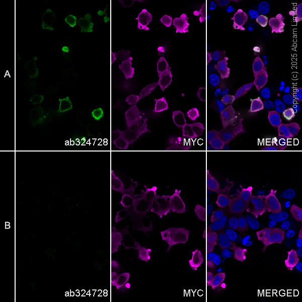 Immunocytochemistry/ Immunofluorescence - Anti-Tau (acetyl K311) antibody [EPR29545-504] (AB324728)