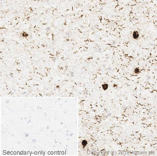 Immunohistochemistry (Frozen sections) - Anti-Tau Alzheimer’s Disease antibody [GT-38] - Conformation-Specific - BSA and Azide free (AB254274)