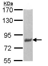 Western blot - Anti-Tau antibody (AB97778), expandable thumbnail