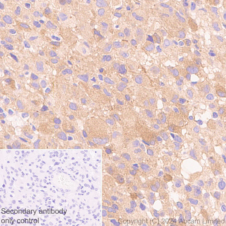 Immunohistochemistry (Formalin/PFA-fixed paraffin-embedded sections) - Anti-Tau antibody [EP2456Y] - BSA and Azide free (AB174727)