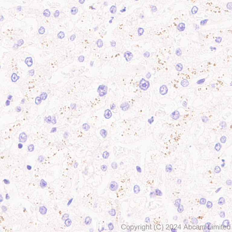 Immunohistochemistry (Formalin/PFA-fixed paraffin-embedded sections) - Anti-Tau antibody [EP2456Y] - BSA and Azide free (AB174727)