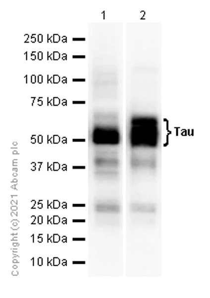 Western blot - Anti-Tau antibody [EP2456Y] - BSA and Azide free (AB174727)