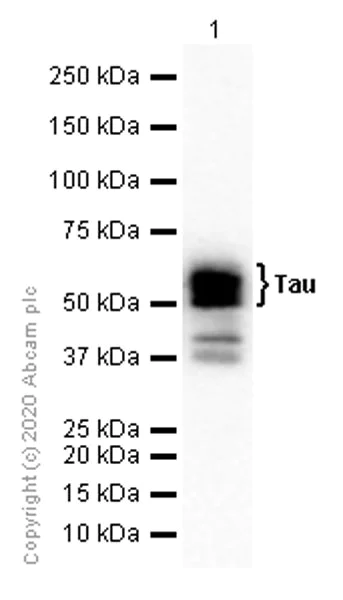 Western blot - Anti-Tau antibody [EP2456Y] - BSA and Azide free (AB174727)