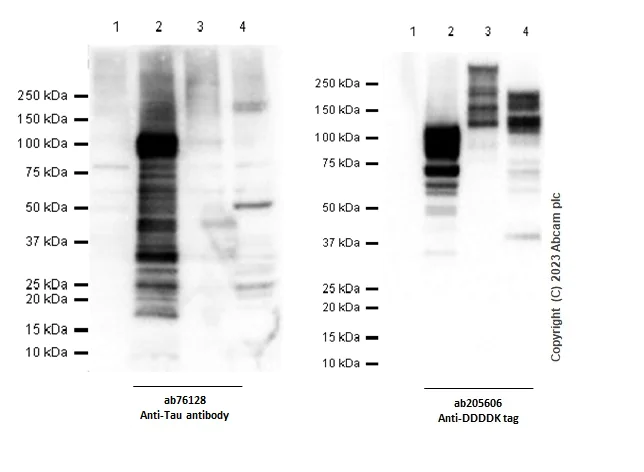 Western blot - Anti-Tau antibody [EP2456Y] - BSA and Azide free (AB174727)