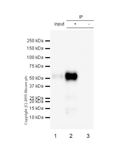 Immunoprecipitation - Anti-Tau antibody [EPR22524-95] (AB254256)