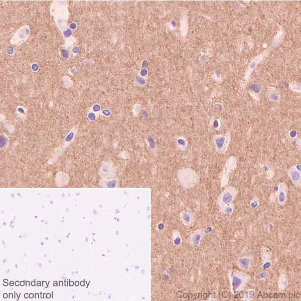 Immunohistochemistry (Formalin/PFA-fixed paraffin-embedded sections) - Anti-Tau antibody [EPR22524-95] - BSA and Azide free (AB255271)