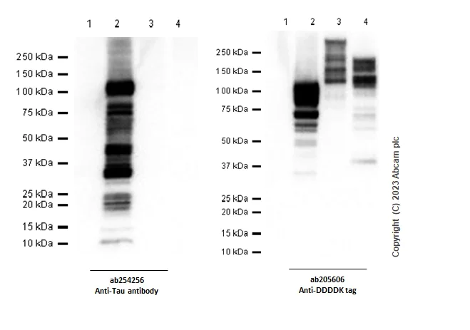Western blot - Anti-Tau antibody [EPR22524-95] - BSA and Azide free (AB255271)