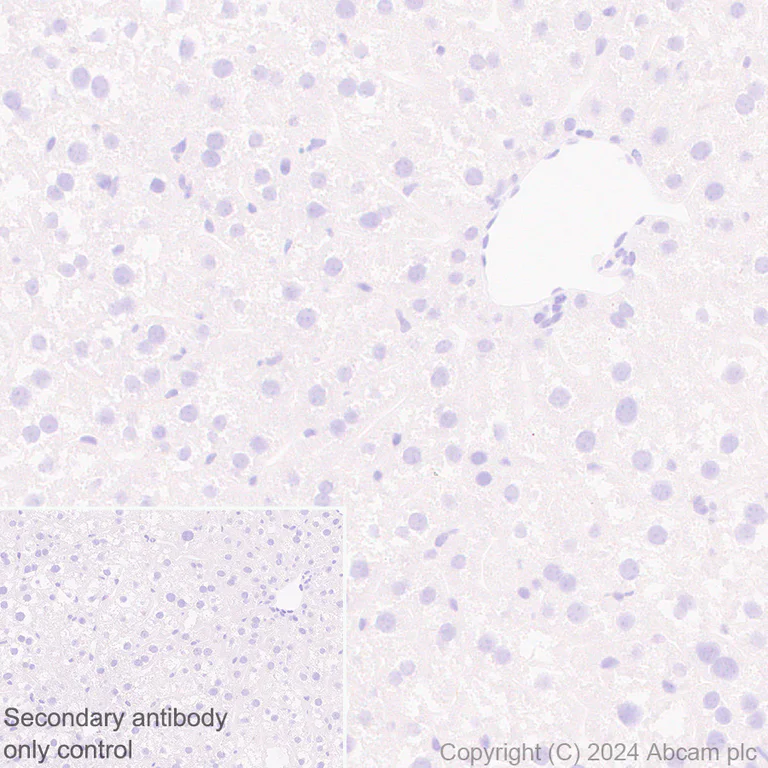 Immunohistochemistry (Formalin/PFA-fixed paraffin-embedded sections) - Anti-Tau antibody [EPR22524-95] - Mouse IgG1 (Chimeric) (AB317841)