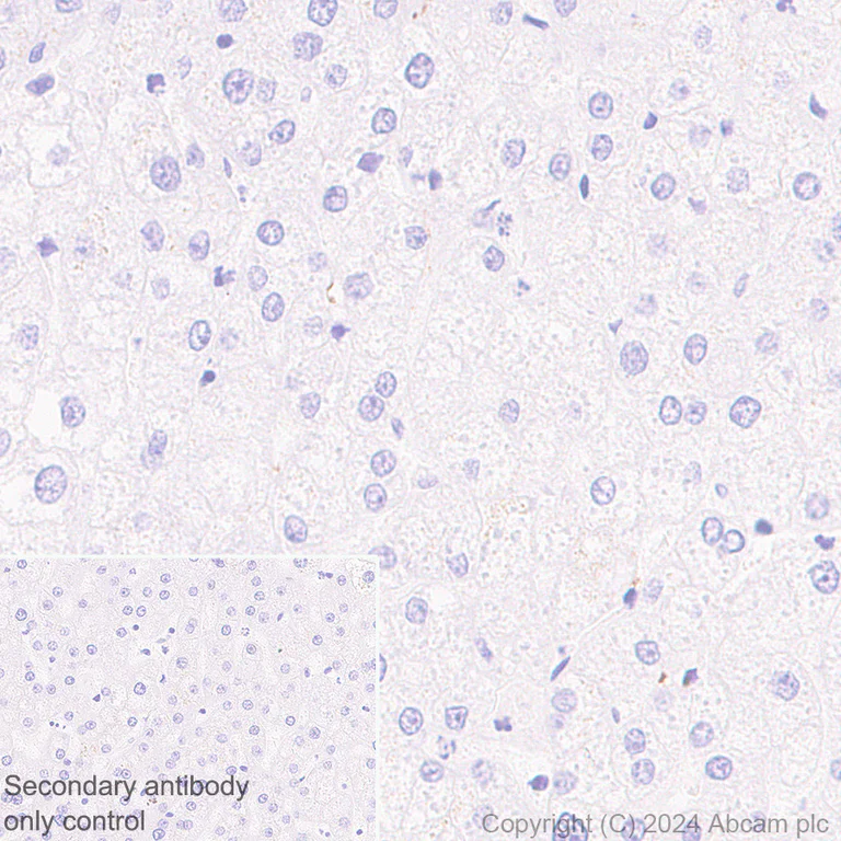 Immunohistochemistry (Formalin/PFA-fixed paraffin-embedded sections) - Anti-Tau antibody [EPR22524-95] - Mouse IgG1 (Chimeric) - BSA and Azide free (AB317842)